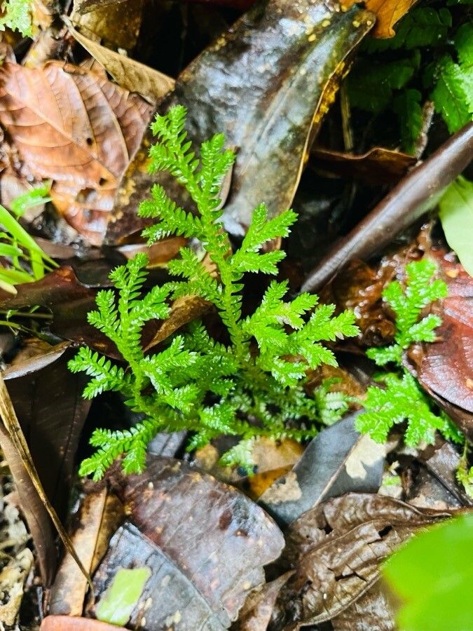 Selaginella substipitata leaf