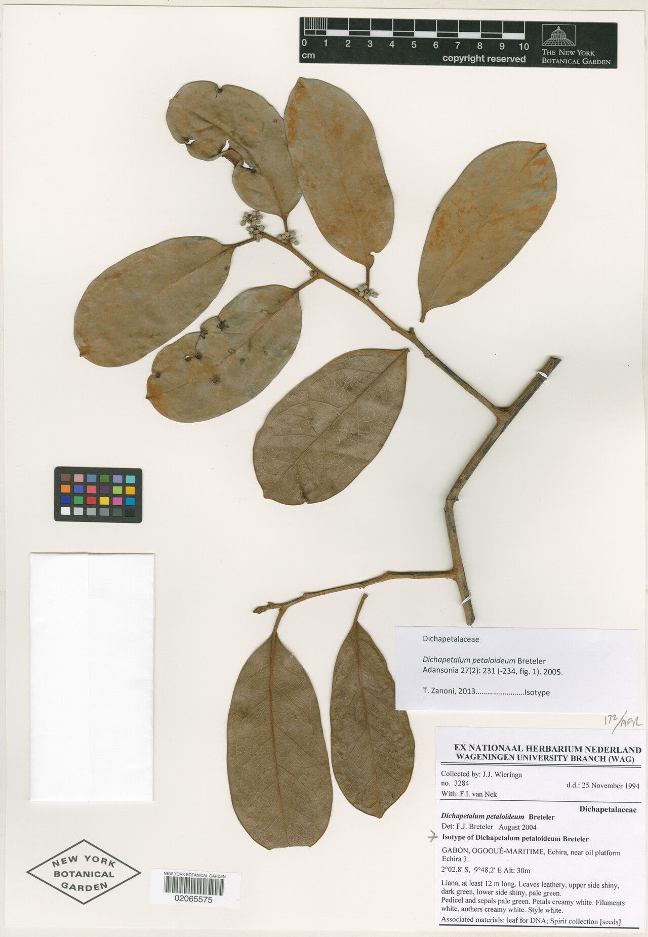 Dichapetalum petaloideum — houseplant care guide