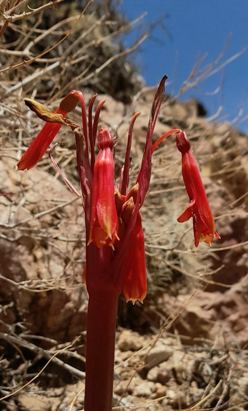 Zephyranthes graciliflora — houseplant care guide