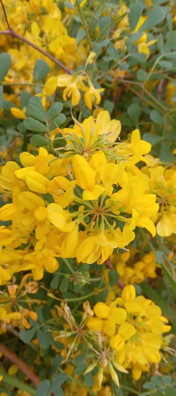 Coronilla glauca flower