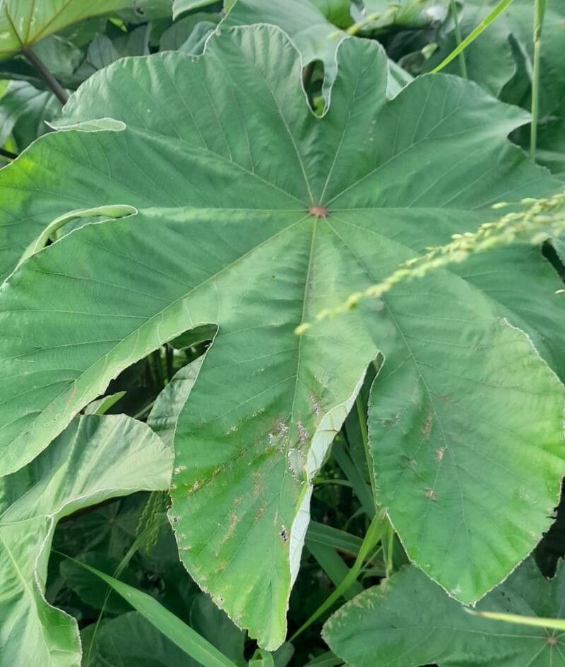 Cecropia schreberiana leaf