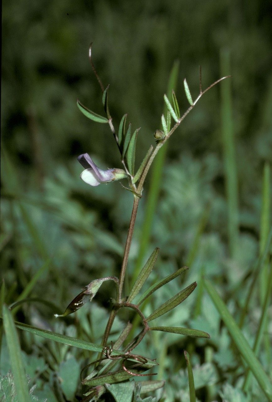 Vicia bijuga — houseplant care guide