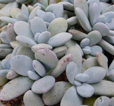 Pachyphytum cuicatecanum habit