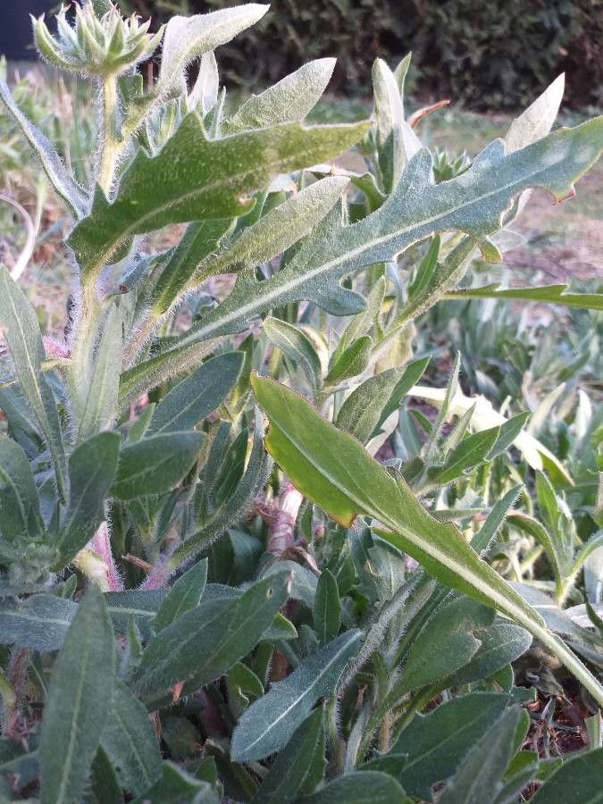Gaillardia × grandiflora leaf