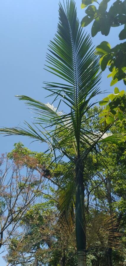 Euterpe oleracea — search result for 'Arecaceae'
