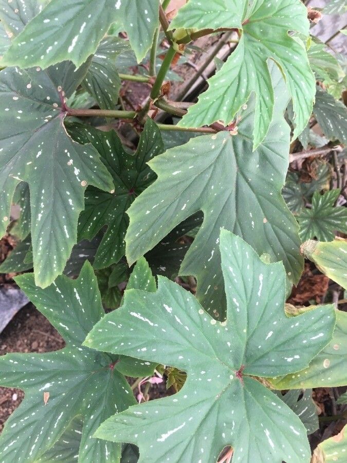 Begonia platanifolia