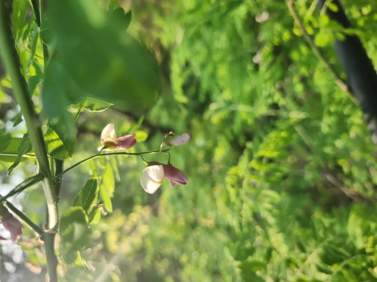 Styphnolobium affine flower