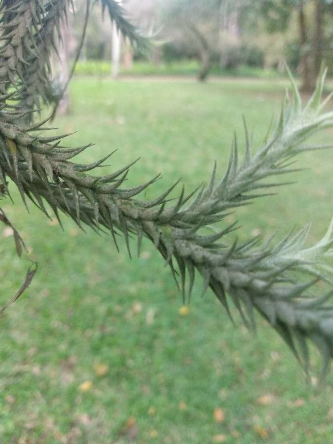Tillandsia tricholepis bark