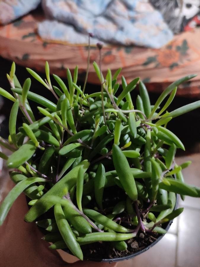 Othonna capensis leaf