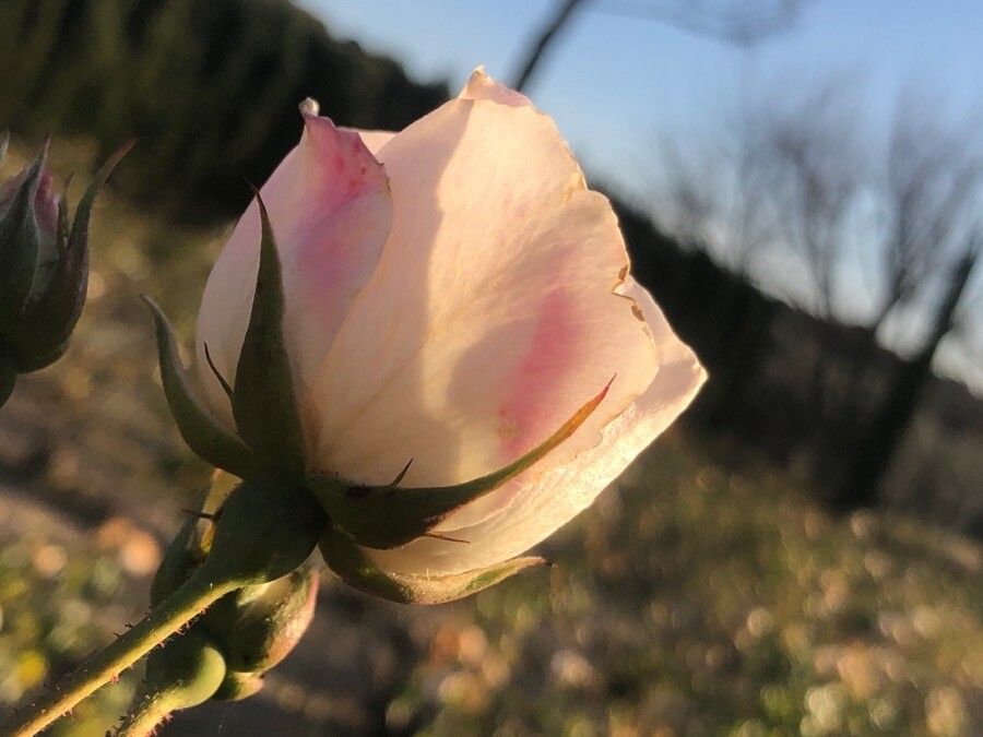 Rosa pouzinii flower