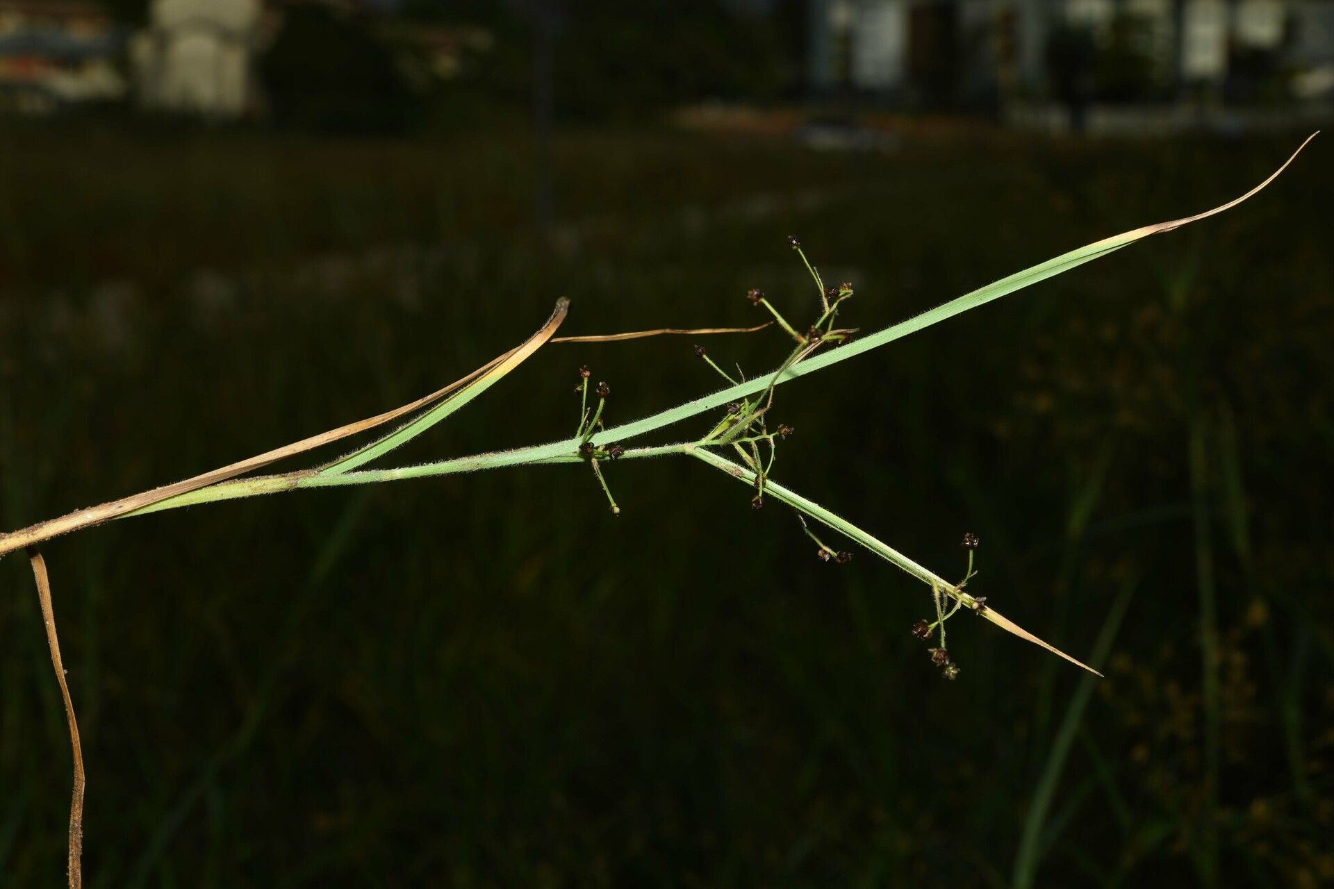 Rhynchospora divaricata fruit