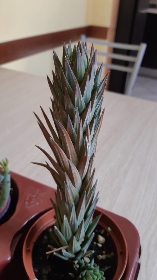 Haworthiopsis glauca bark