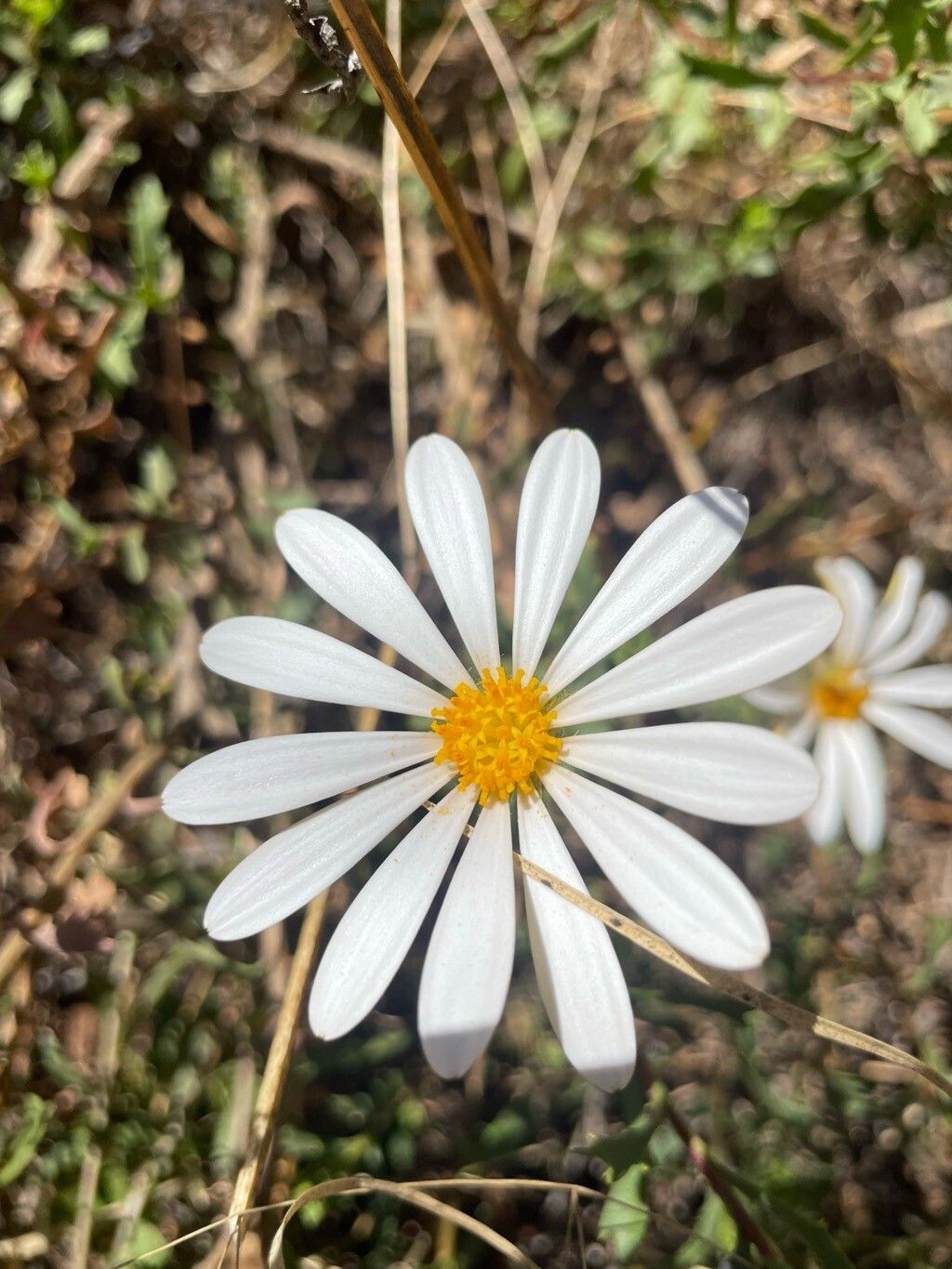 Dimorphotheca cuneata flower