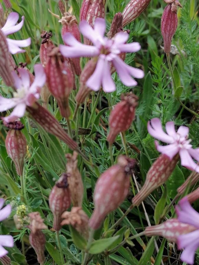 Silene vallesia flower