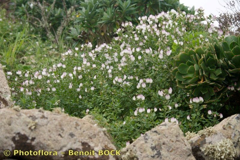 Ononis pendula habit