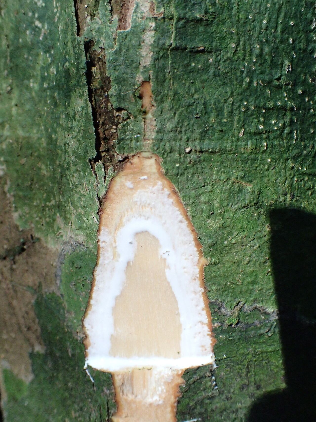 Tabernaemontana penduliflora bark