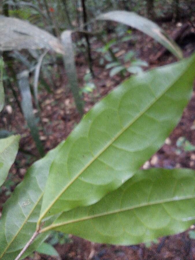 Licaria debilis — houseplant care guide