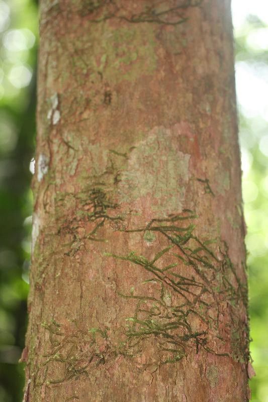 Pouteria brachyandra bark