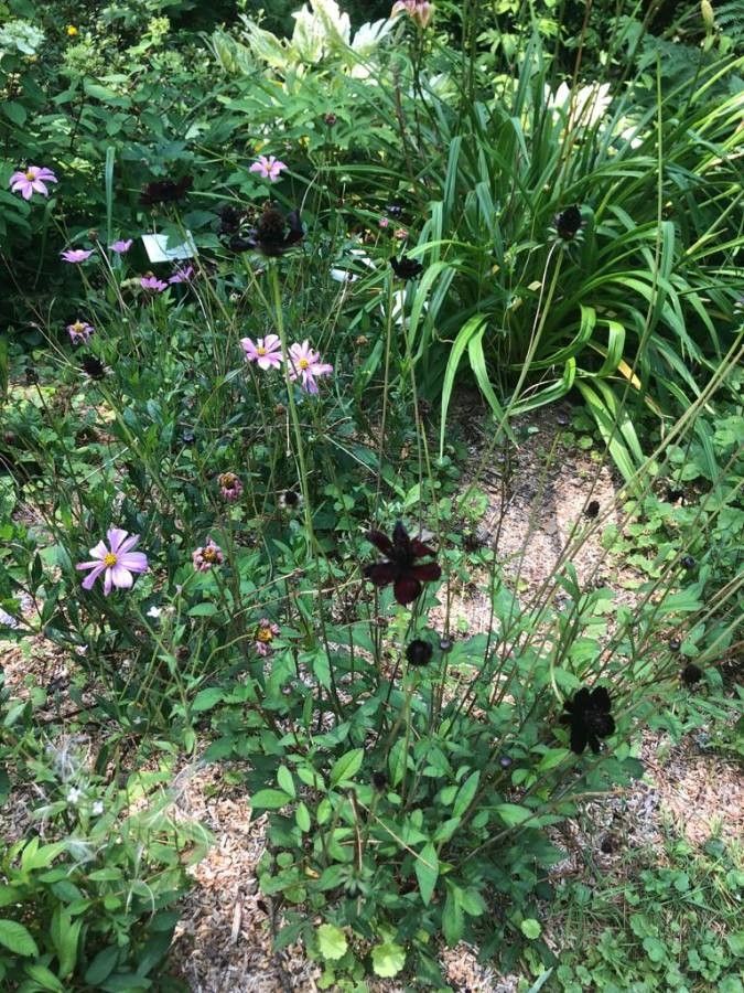 Cosmos atrosanguineus habit