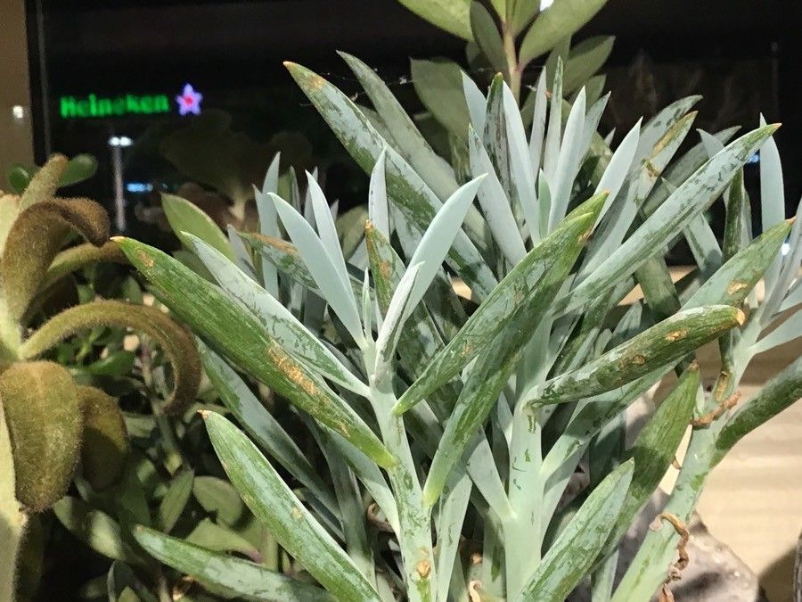 Senecio serpens leaf