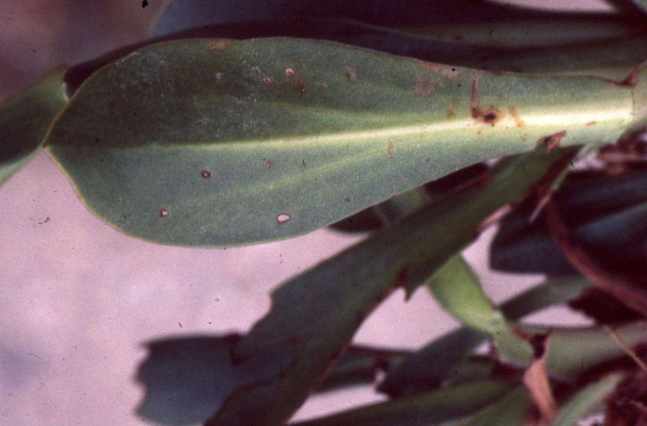 Limonium legrandii — houseplant care guide