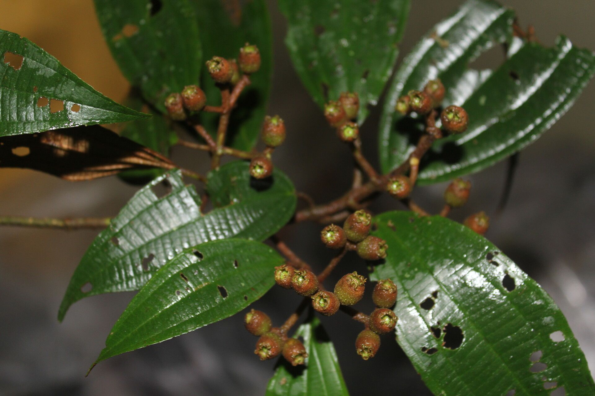 Miconia incurva — houseplant care guide