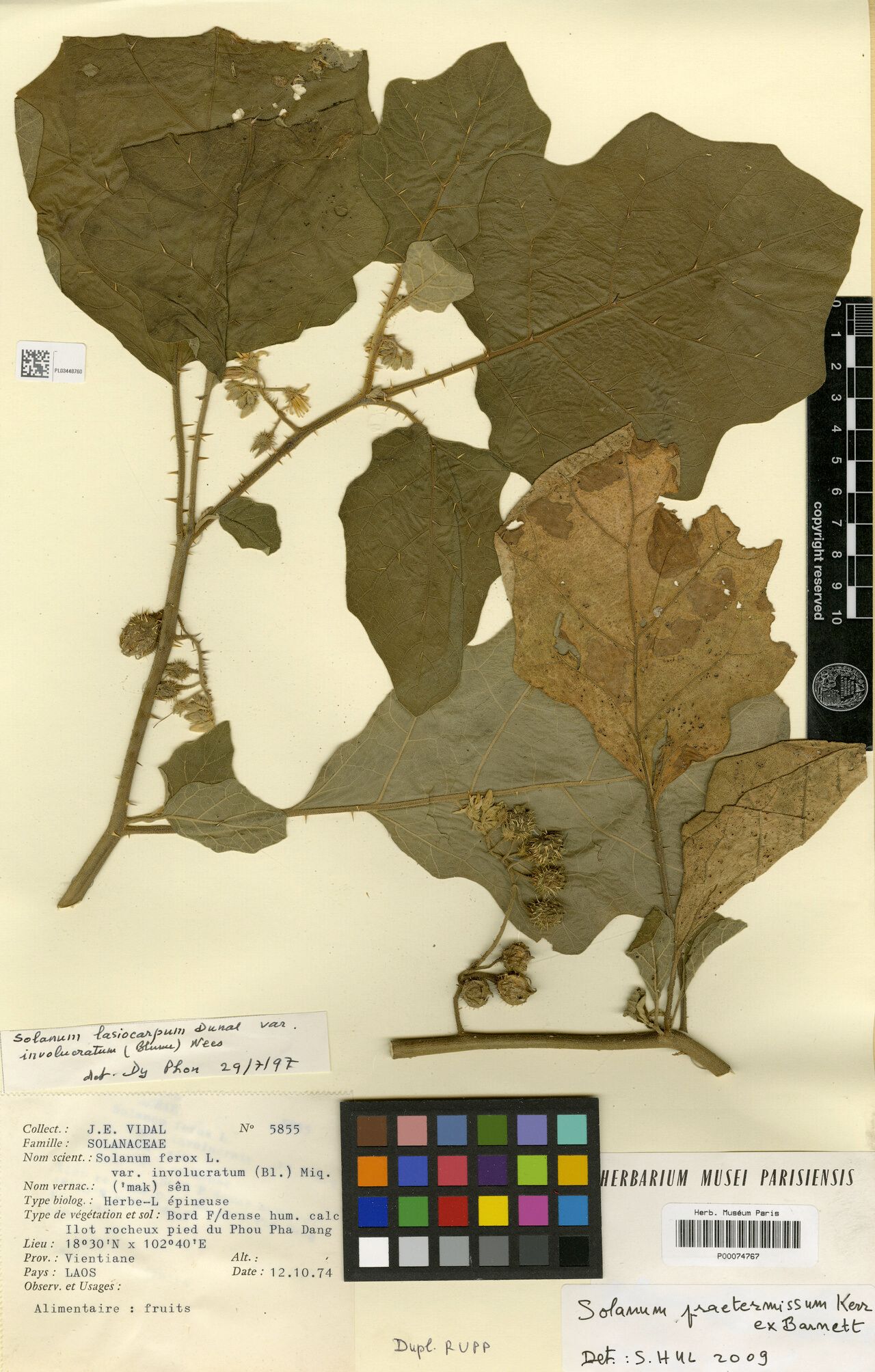 Solanum praetermissum — houseplant care guide