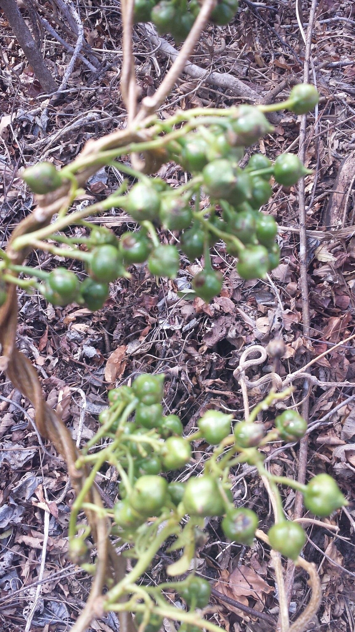 Bourreria schatziana — houseplant care guide