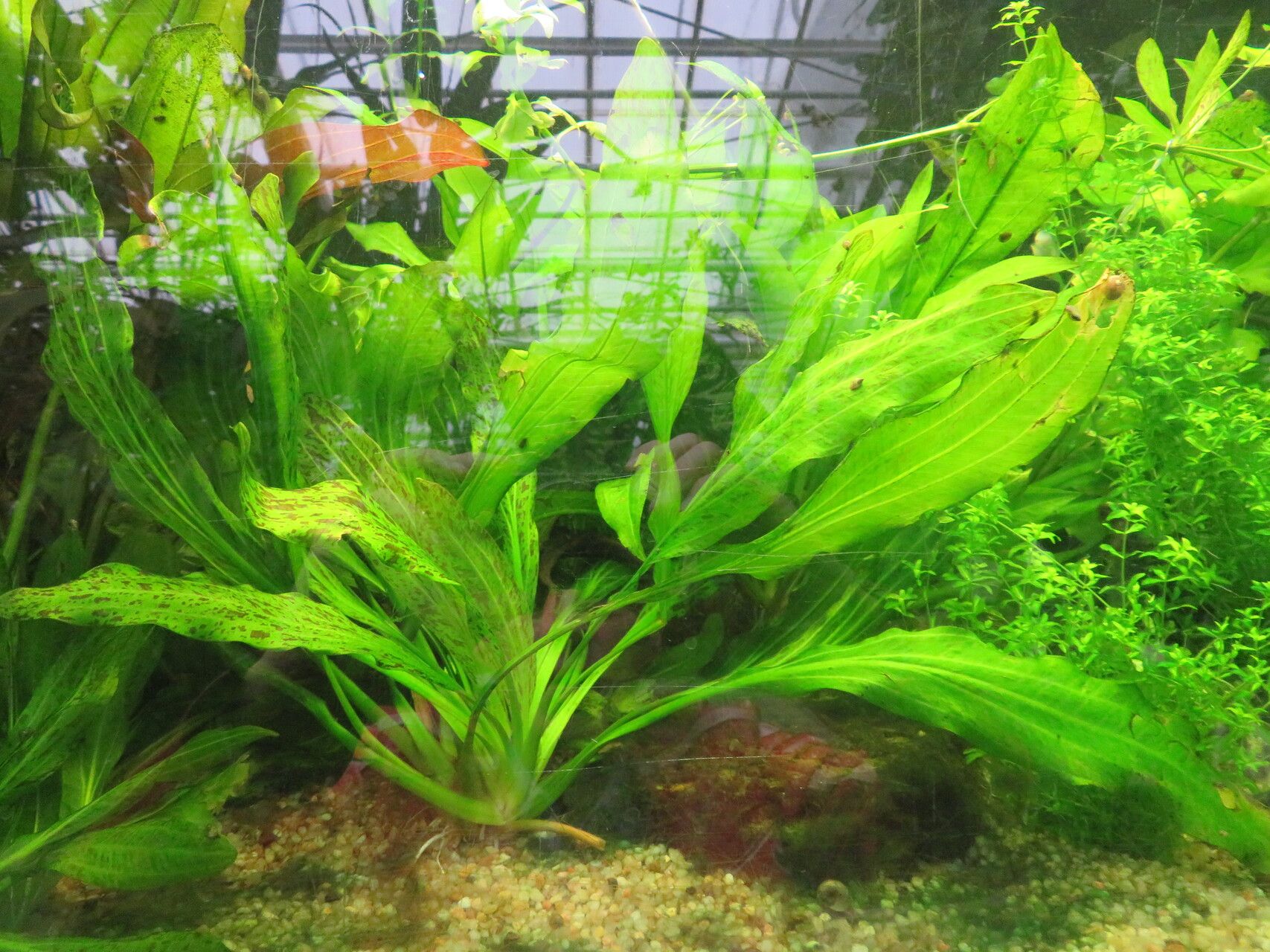 Aquarius grisebachii leaf