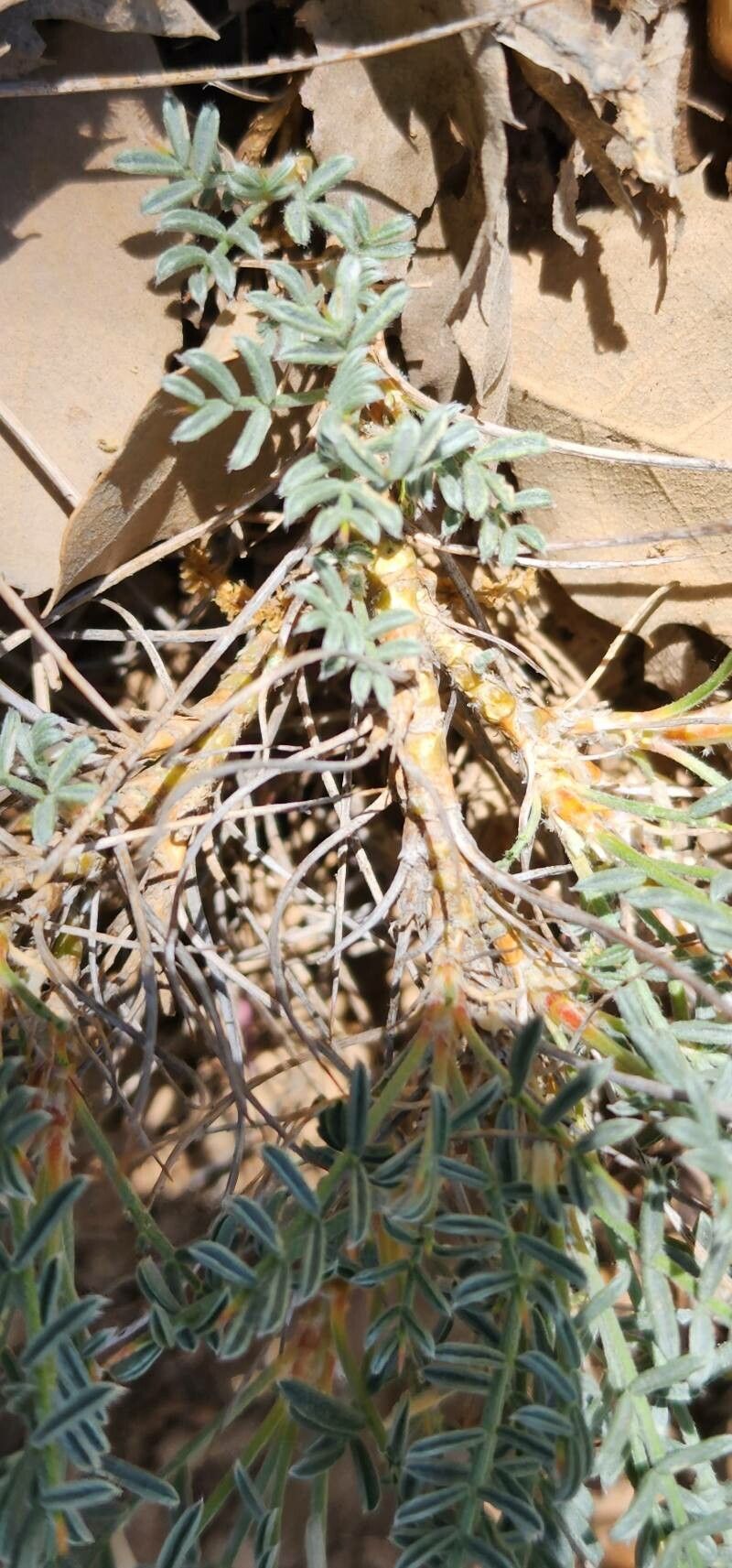 Astragalus cephalanthus bark