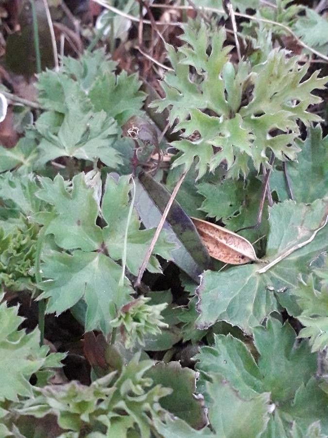 Anemone pavoniana leaf