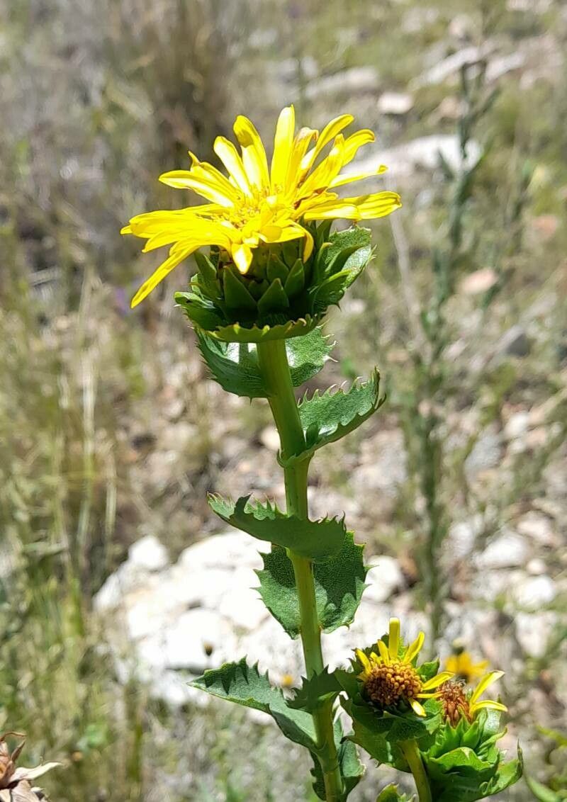 Grindelia buphthalmoides flower