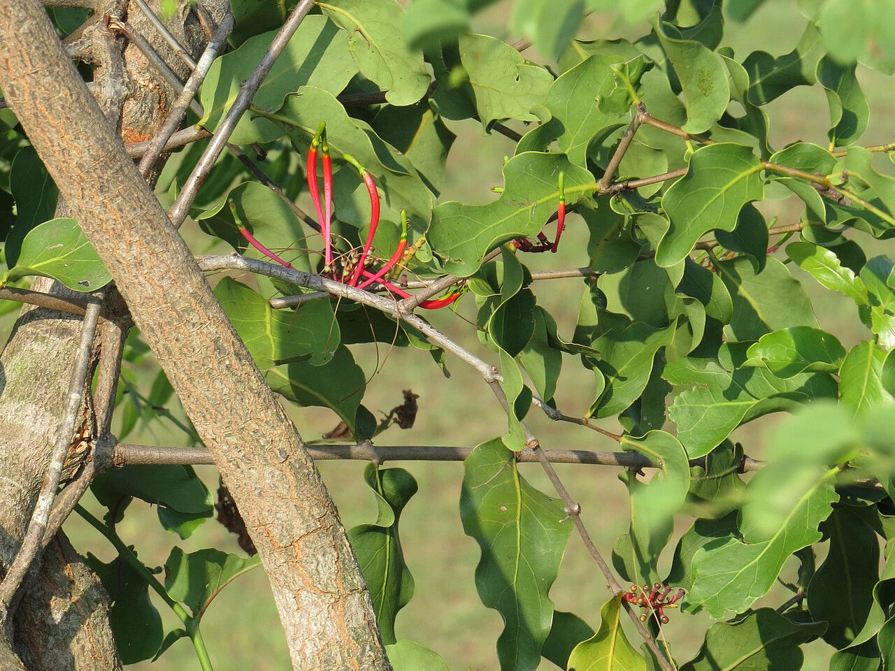 Dendrophthoe falcata flower