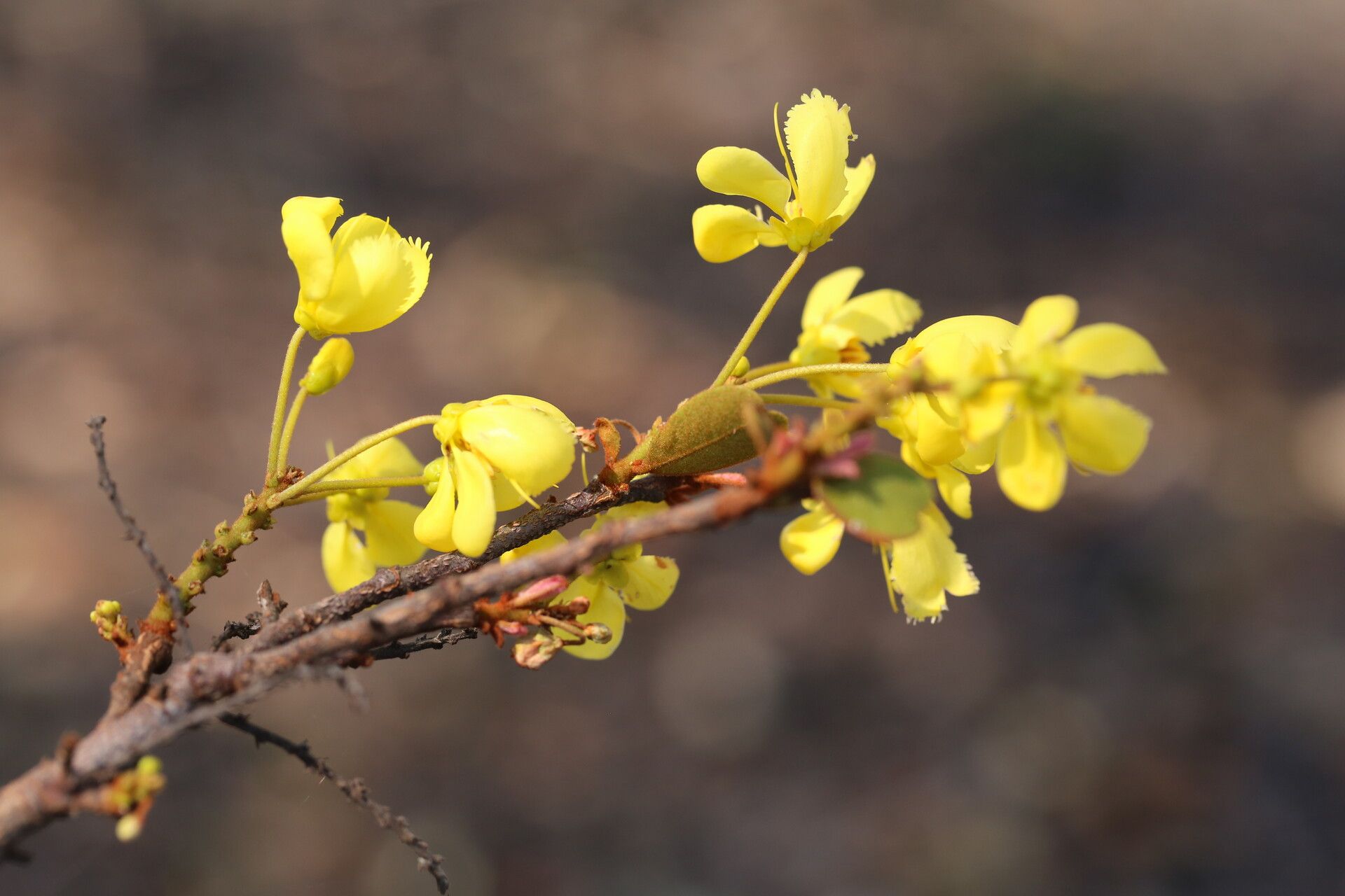 Acridocarpus katangensis flower