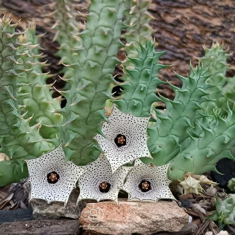 Huernia delicata
