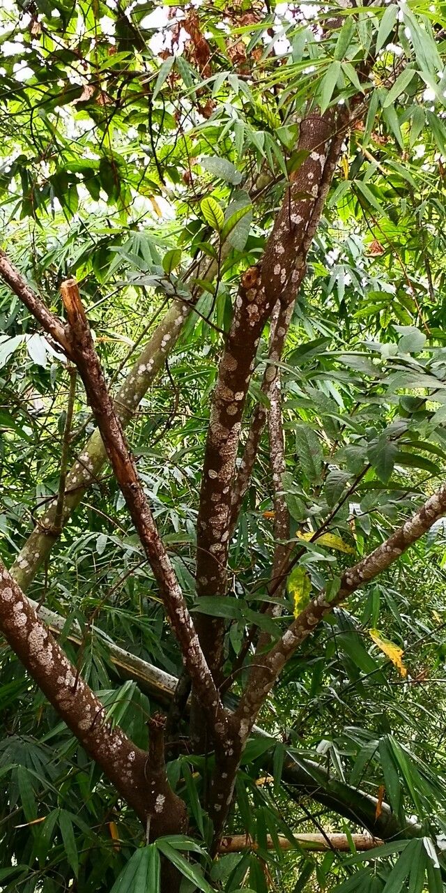 Ficus semicordata habit