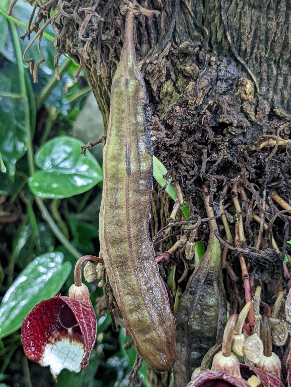Aristolochia arborea fruit