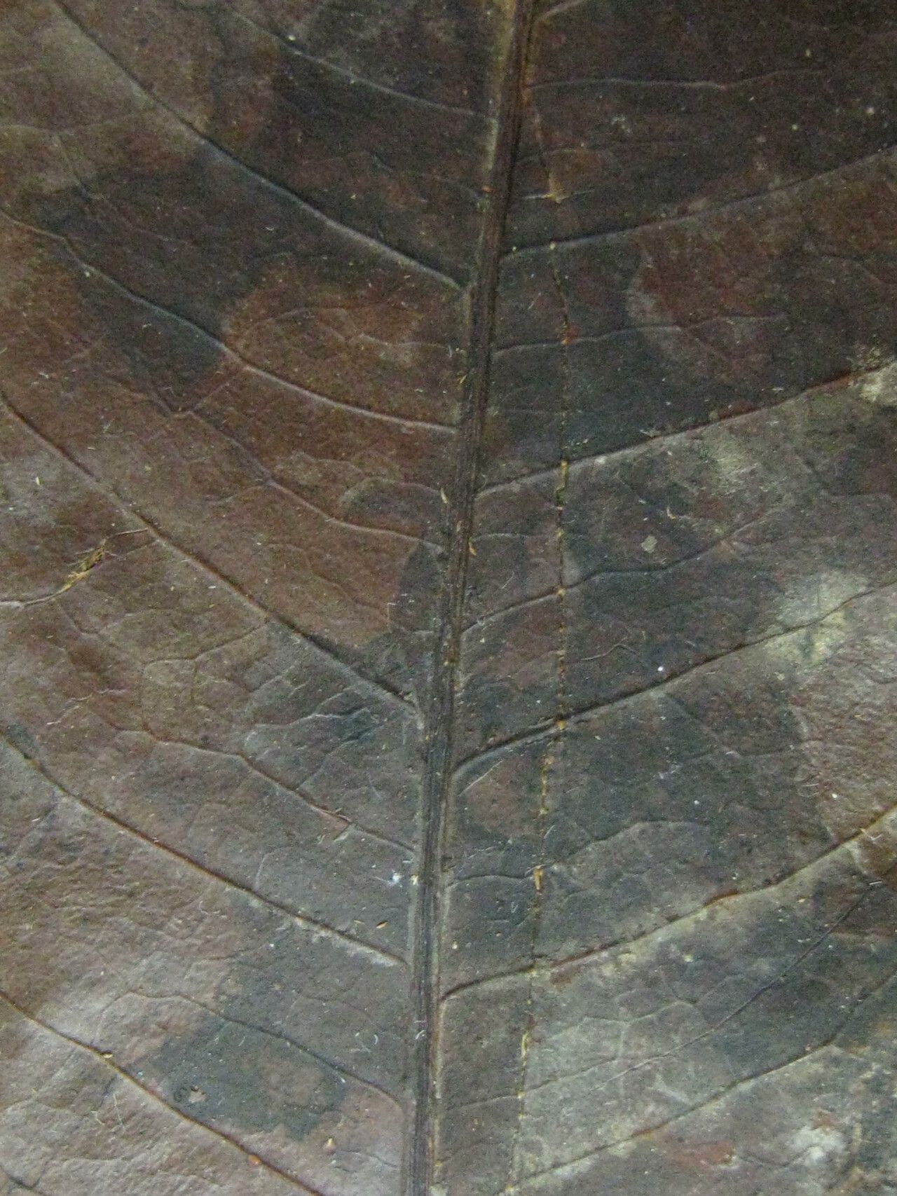 Ixora schomburgkiana — houseplant care guide