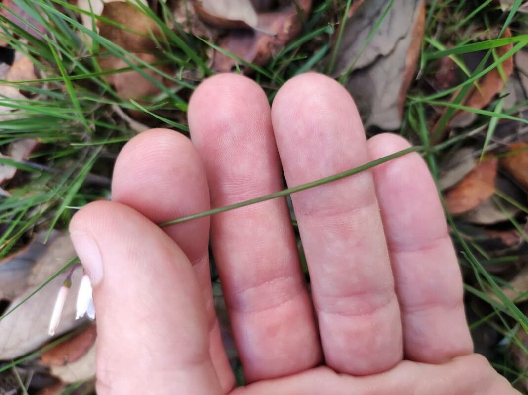 Acis autumnalis bark