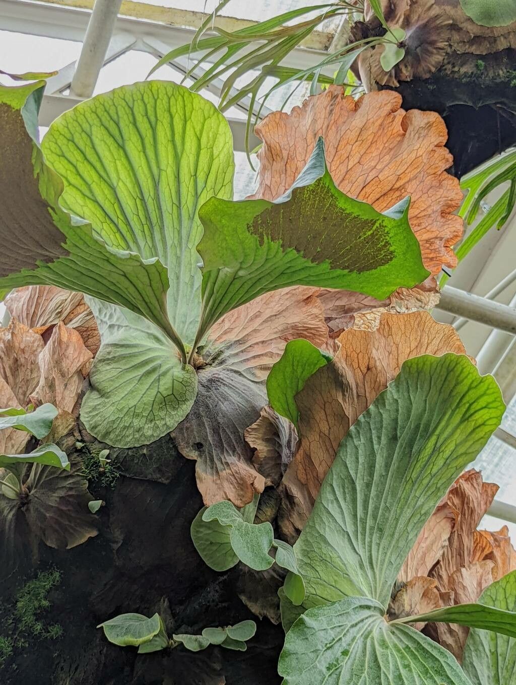 Platycerium angolense