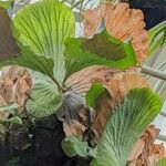 Platycerium angolense