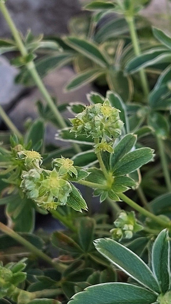 Alchemilla nitida flower