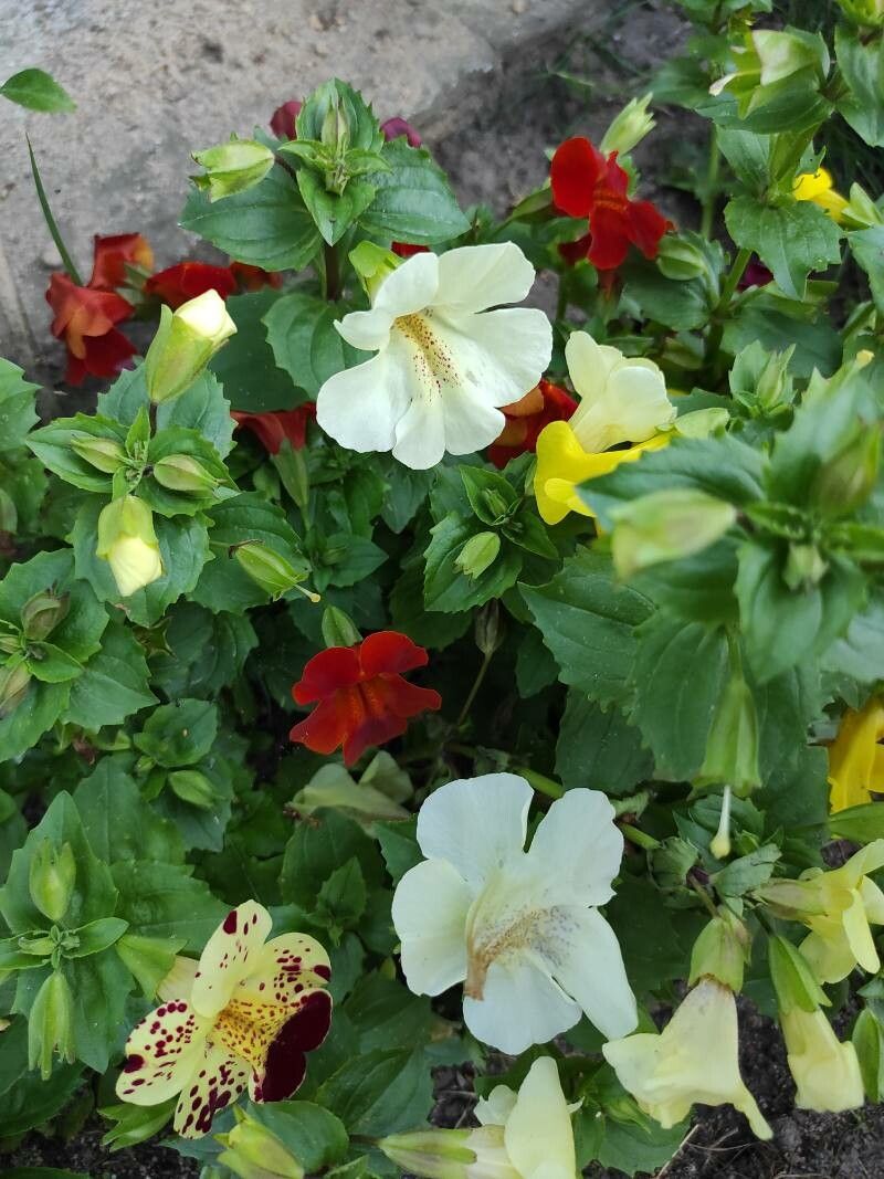 Erythranthe × maculosa — houseplant care guide