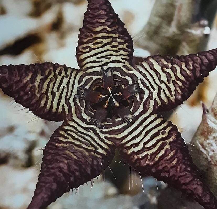 Stapelia cedrimontana flower