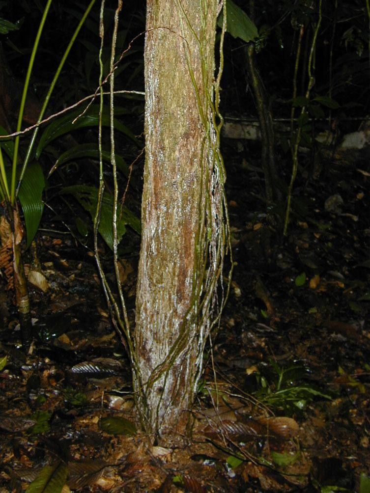 Palicourea beachiana bark