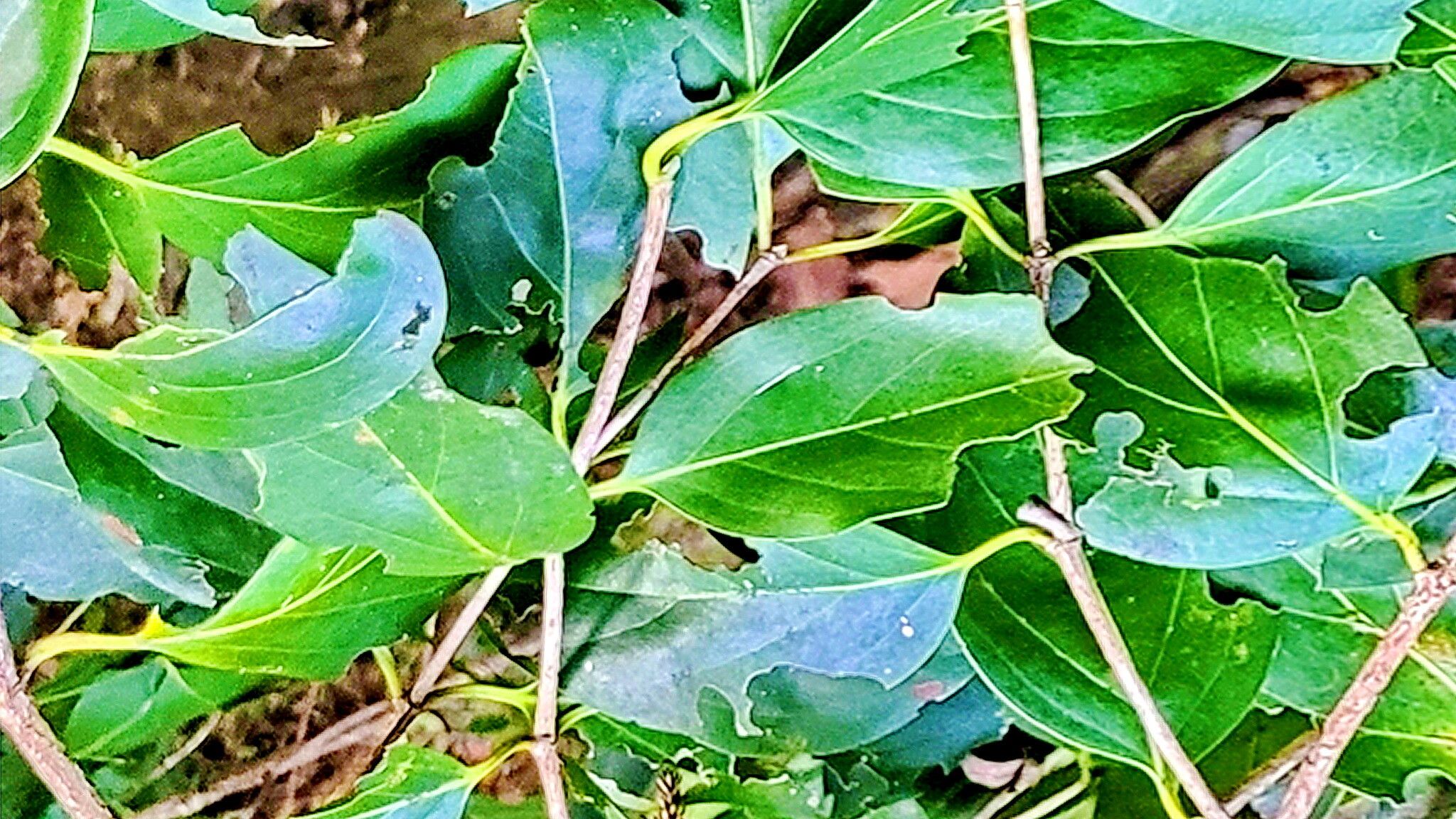 Psydrax lamprophyllus — houseplant care guide