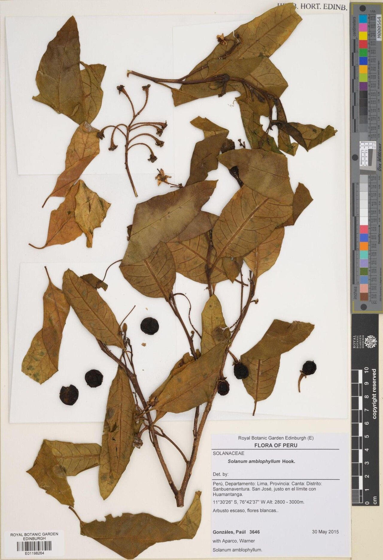 Solanum amblophyllum — houseplant care guide