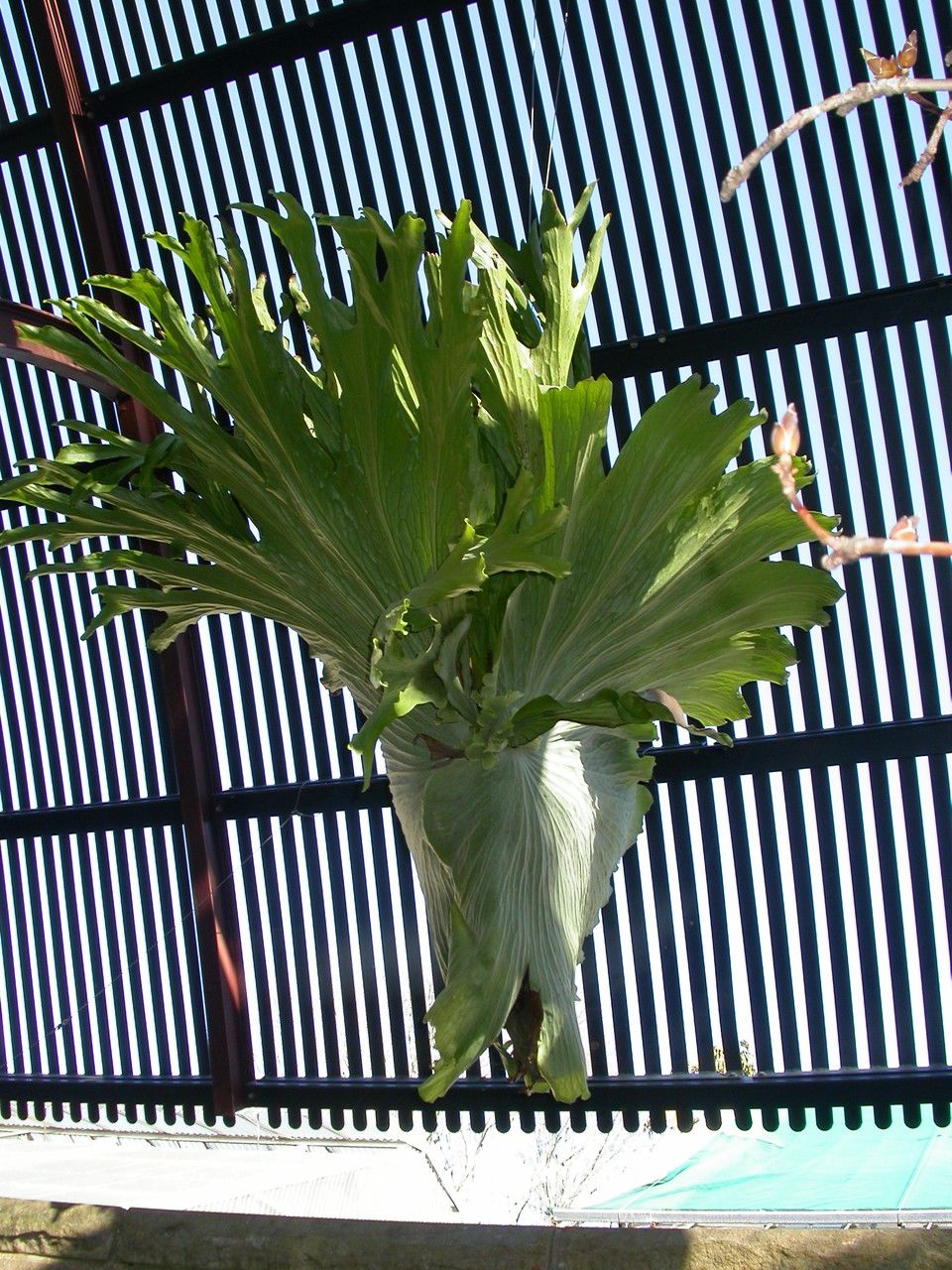 Platycerium superbum habit