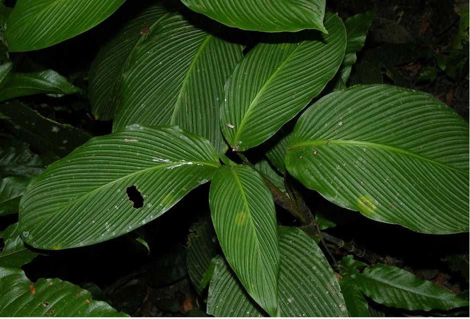 Goeppertia foliosa — search result for 'Goeppertia'