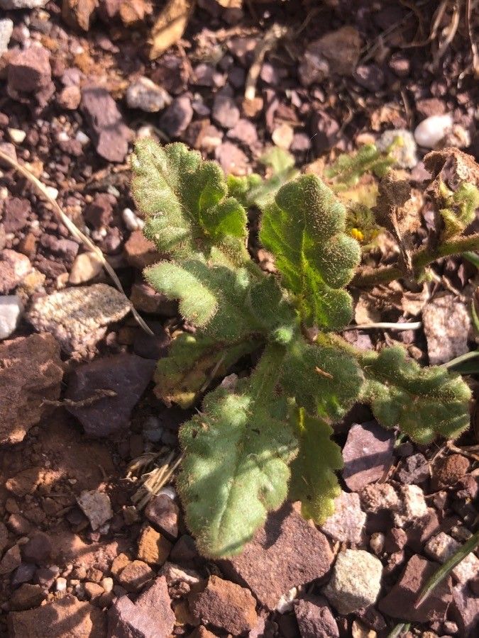 Senecio gallicus leaf